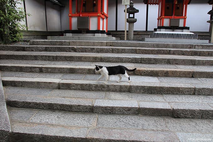 本殿近くの猫