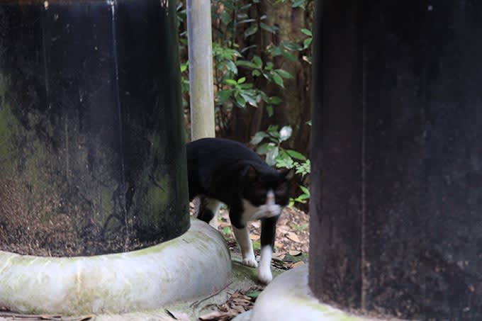 伏見稲荷大社の猫