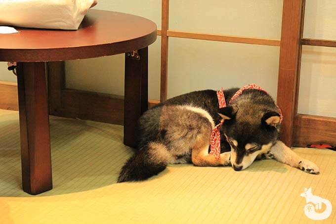 豆柴 くろやなぎさん