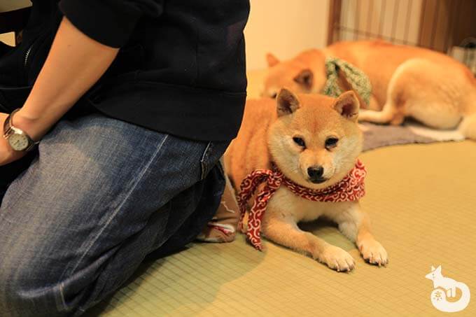 豆柴 まめちゃん