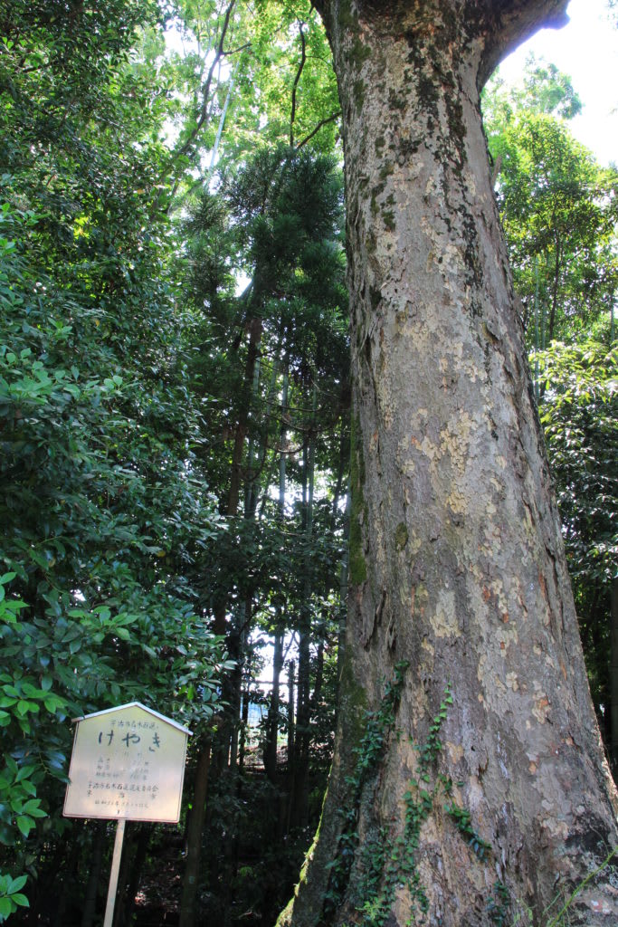 ご神木(ケヤキ)