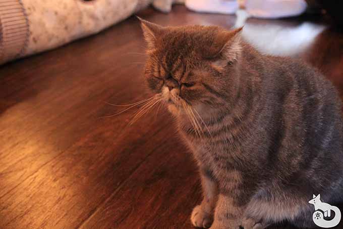 寝起きのあずきちゃん