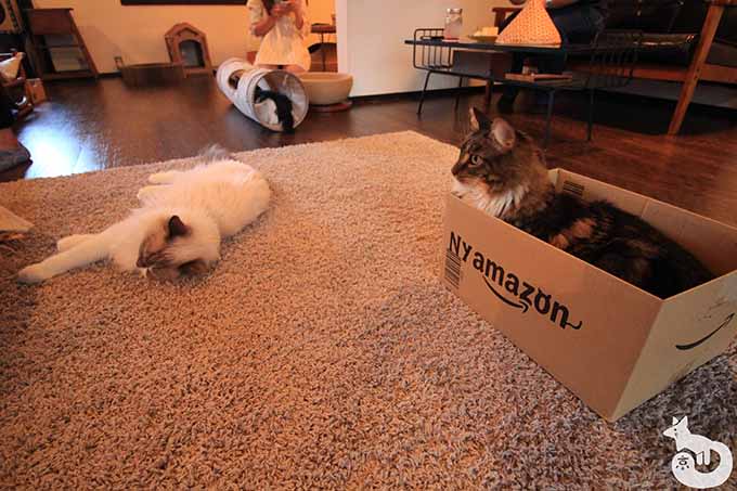 Nyamazonの箱に入っているルチカちゃん