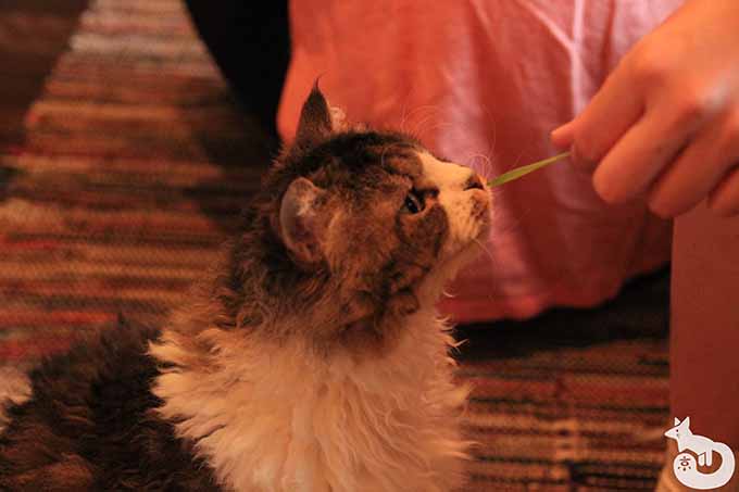 猫草を食べるペコラちゃん