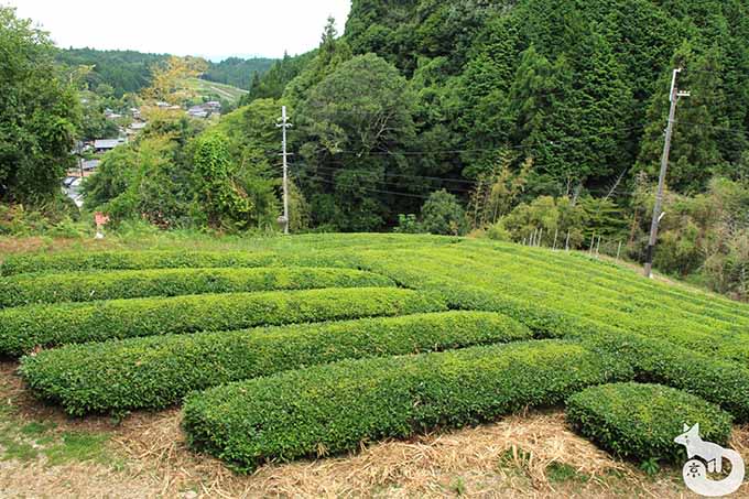 茶畑