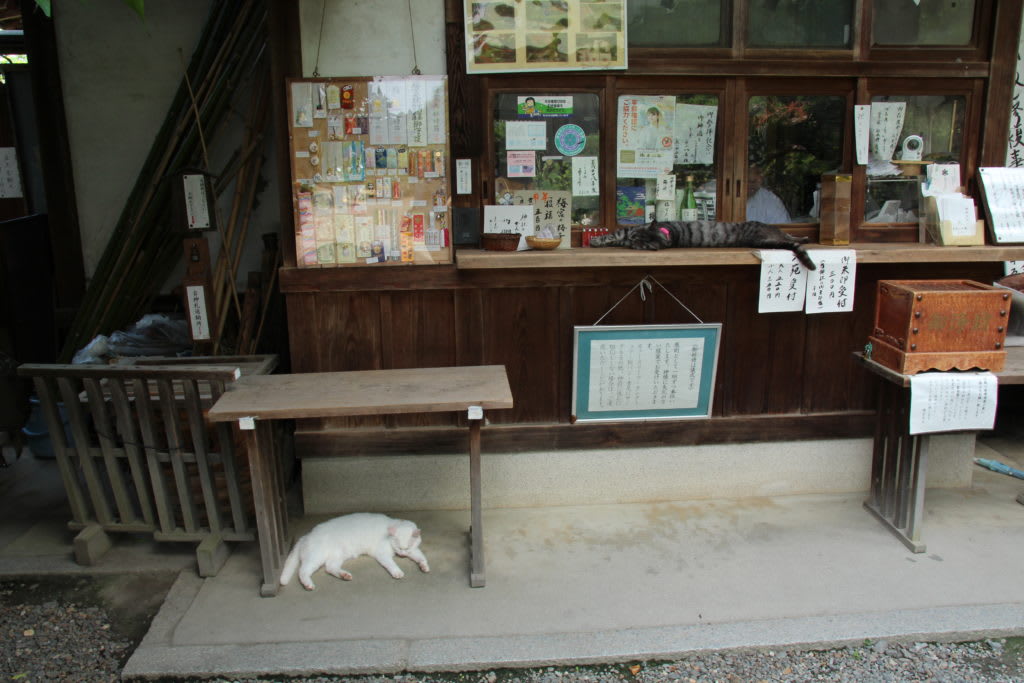 猫