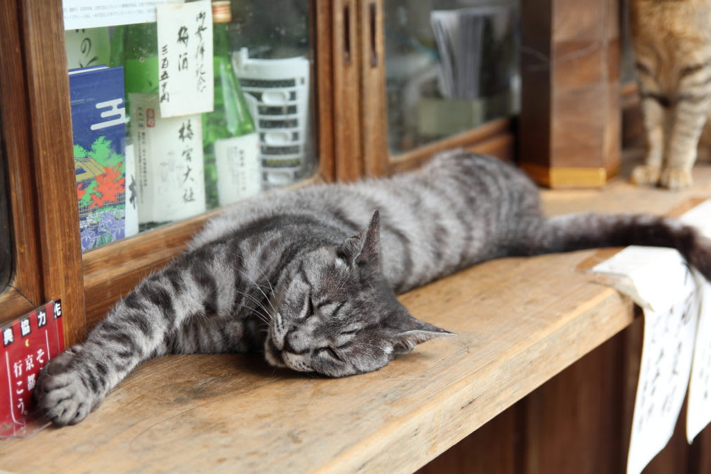 猫