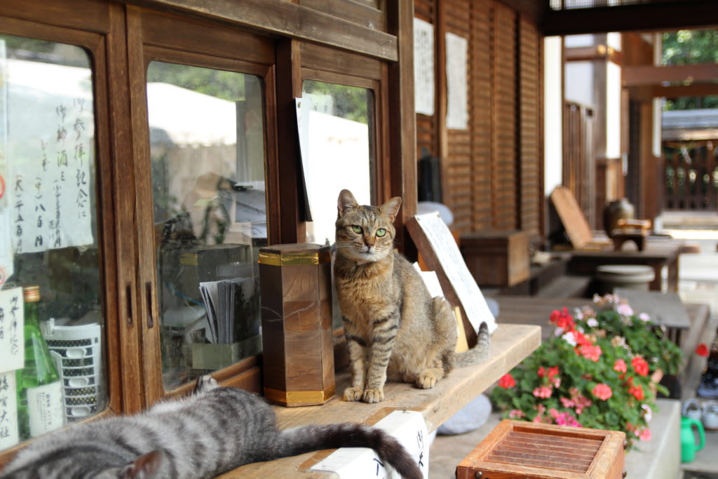 猫