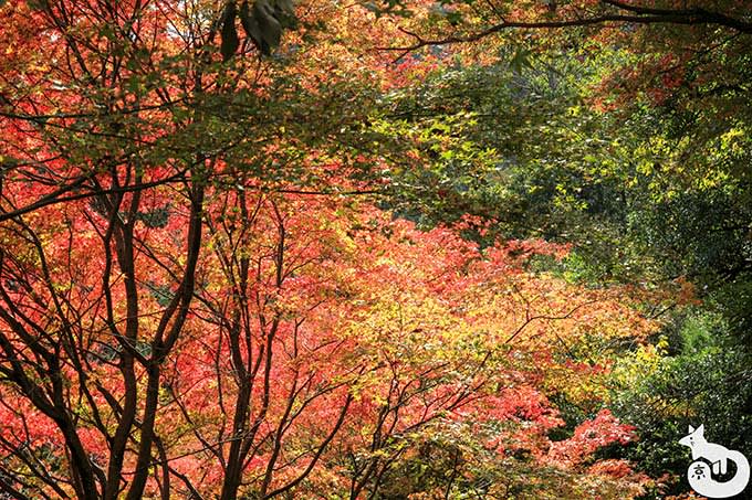 善峯寺 参道の紅葉