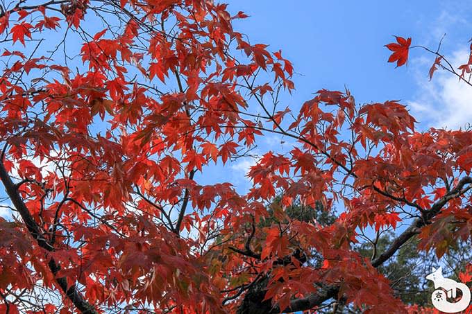 大原野神社 深紅の紅葉