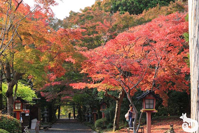 参道の紅葉