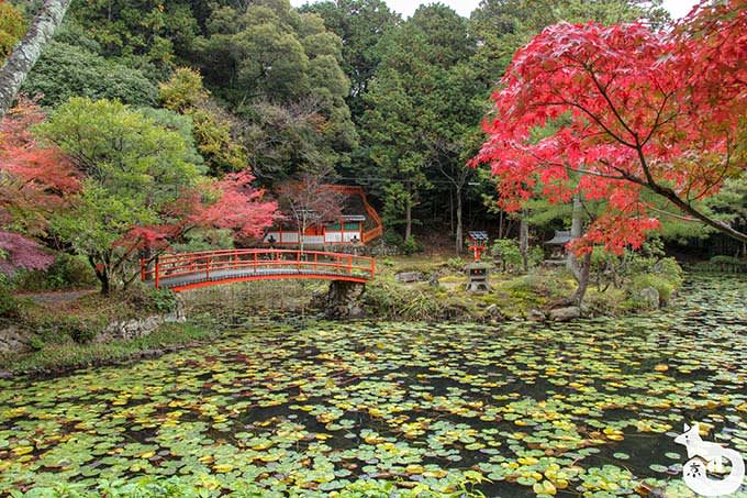 鯉沢池の紅葉