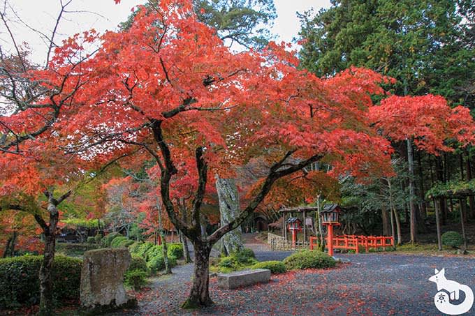 大原野神社 紅葉