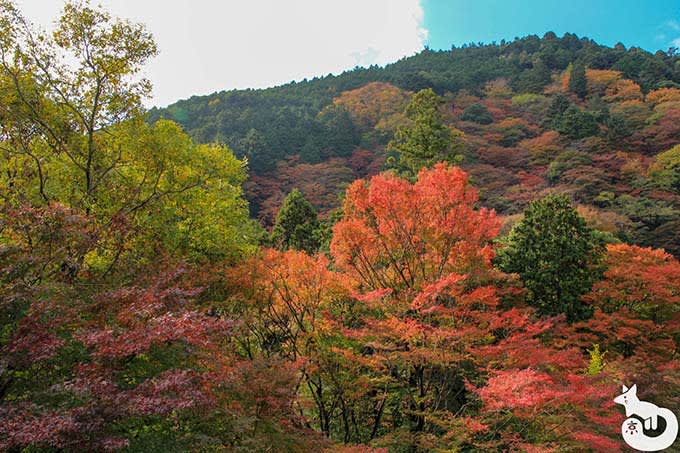 山の紅葉