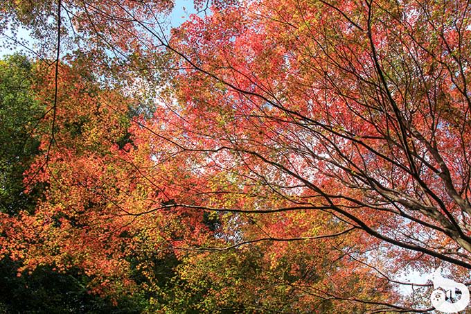 善峯寺 参道の紅葉