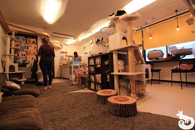 猫カフェTiME(タイム)の店内の様子|奥からの様子