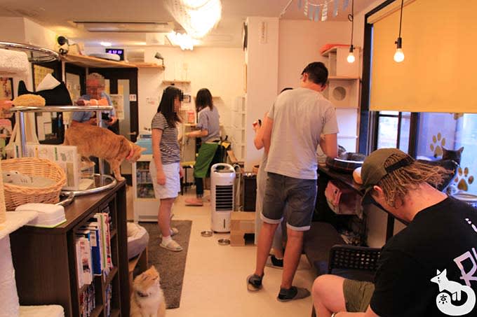 猫カフェTiME(タイム)の店内の様子|混雑状況