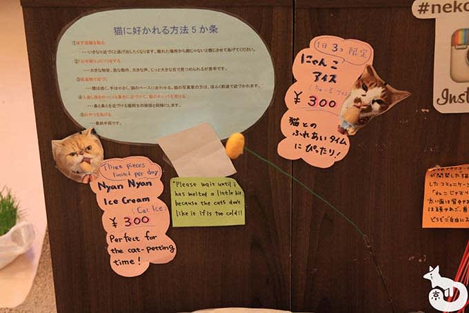 猫たちに好かれるためのアドバイス