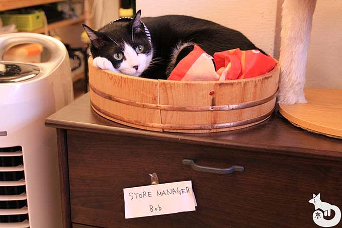 猫カフェTiME(タイム)の猫|ボブ店長