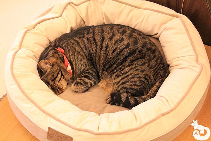 猫カフェTiME(タイム)の猫|きなこ
