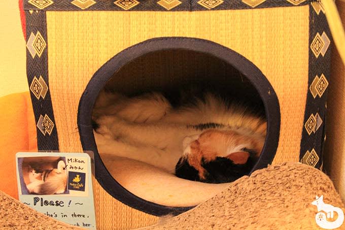 猫カフェTiME(タイム)の猫|みかん