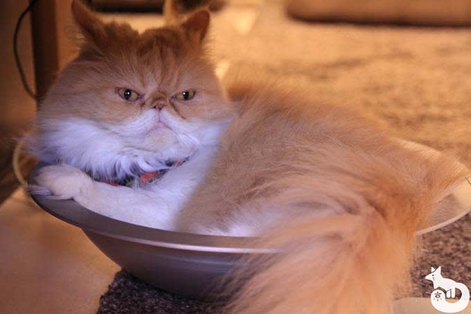 猫カフェTiME(タイム)の猫|もも