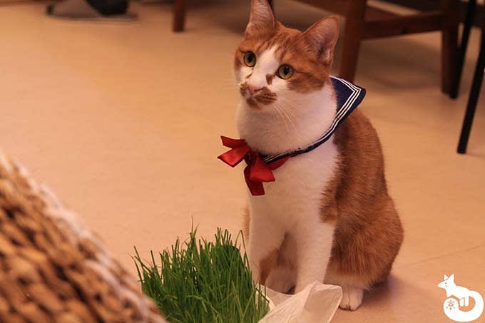 猫カフェTiME(タイム)の猫|ライ