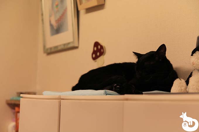 猫カフェTiME(タイム)の猫|蘭