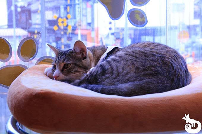 猫カフェTiME(タイム)の猫|リク