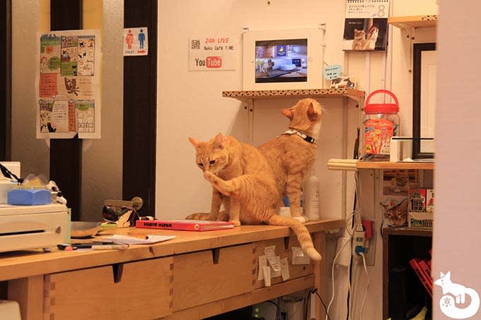 猫カフェTiME(タイム)の猫|ポンとゆず