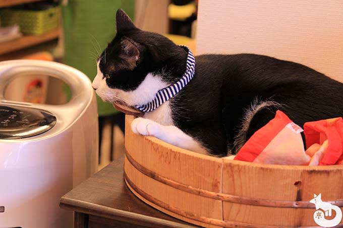猫カフェTiME(タイム)の猫|
