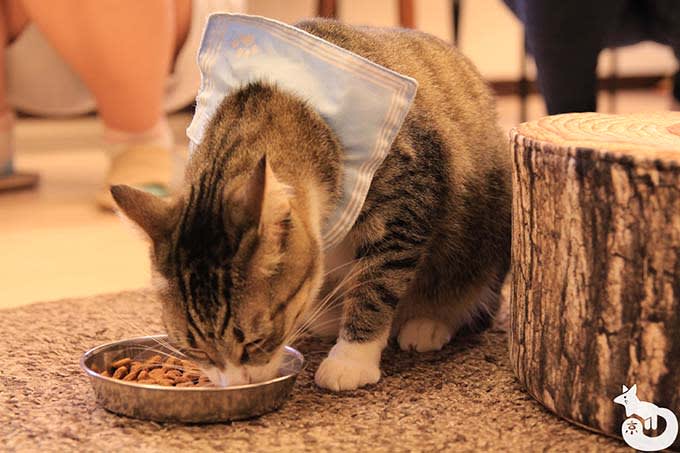 猫カフェTiME(タイム)の猫|
