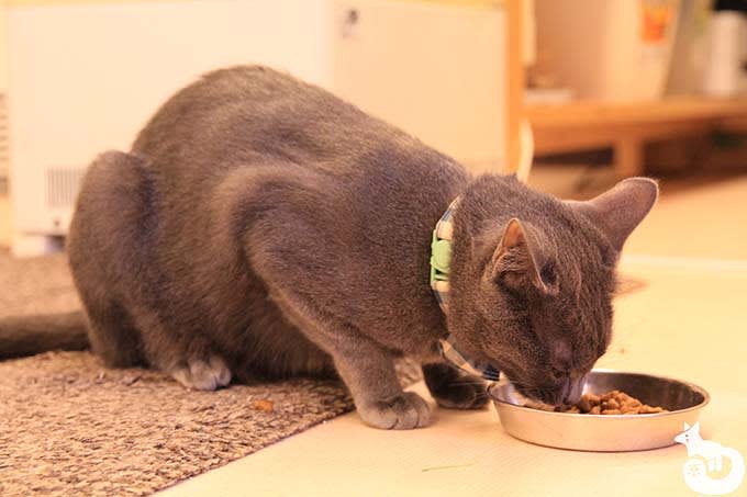 猫カフェTiME(タイム)の猫|