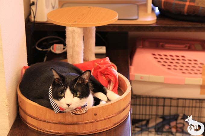 猫カフェTiME(タイム)の猫|