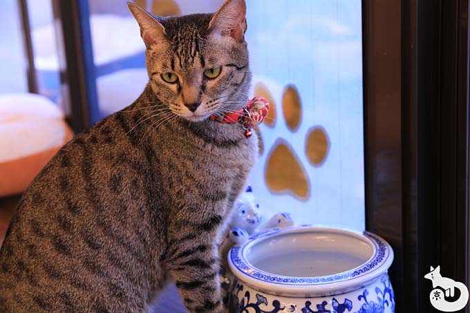 猫カフェTiME(タイム)の猫|