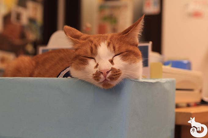 猫カフェTiME(タイム)の猫|
