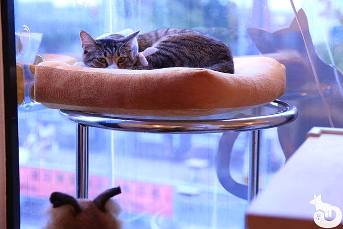 猫カフェTiME(タイム)の猫|