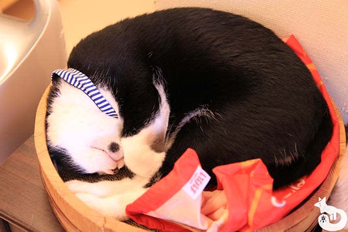 猫カフェTiME(タイム)の猫|