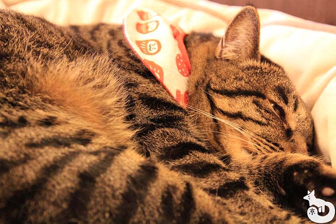 猫カフェTiME(タイム)の猫|