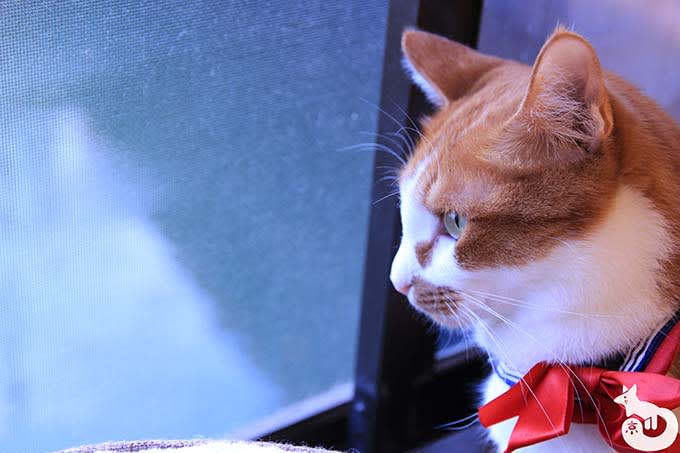 猫カフェTiME(タイム)の猫|
