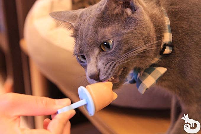猫カフェTiME(タイム)の猫|
