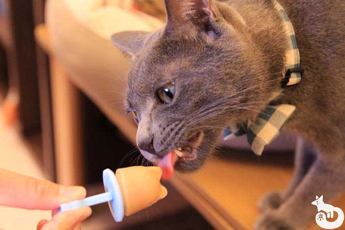 猫カフェTiME(タイム)の猫|