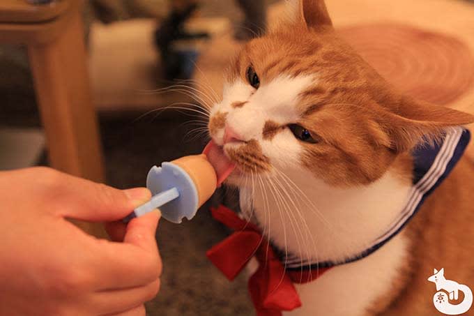 猫カフェTiME(タイム)の猫|