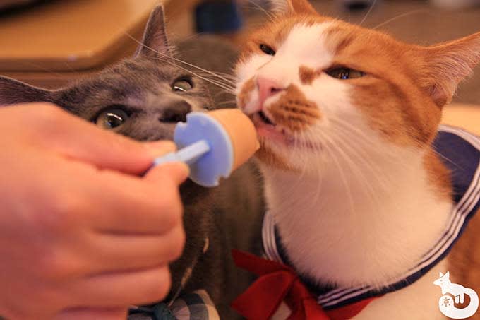 猫カフェTiME(タイム)の猫|