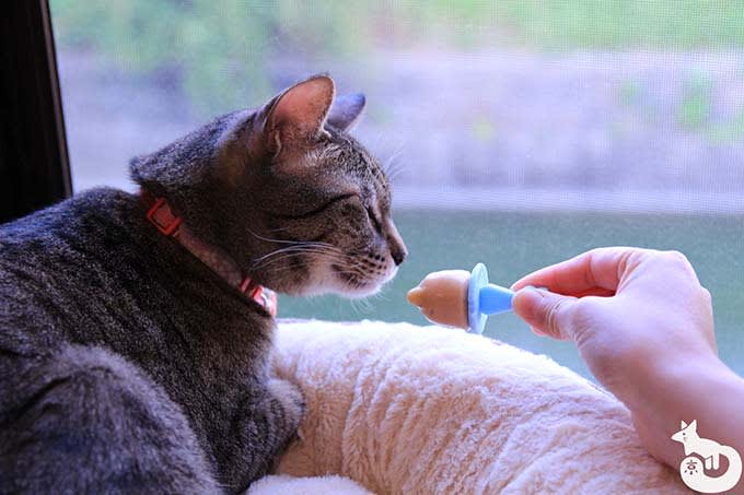 猫カフェTiME(タイム)の猫|