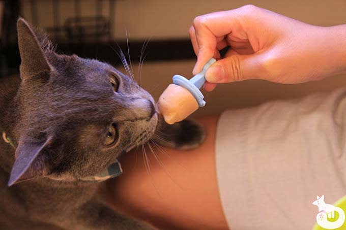 猫カフェTiME(タイム)の猫|