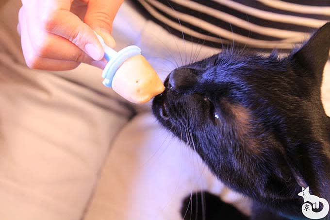猫カフェTiME(タイム)の猫|