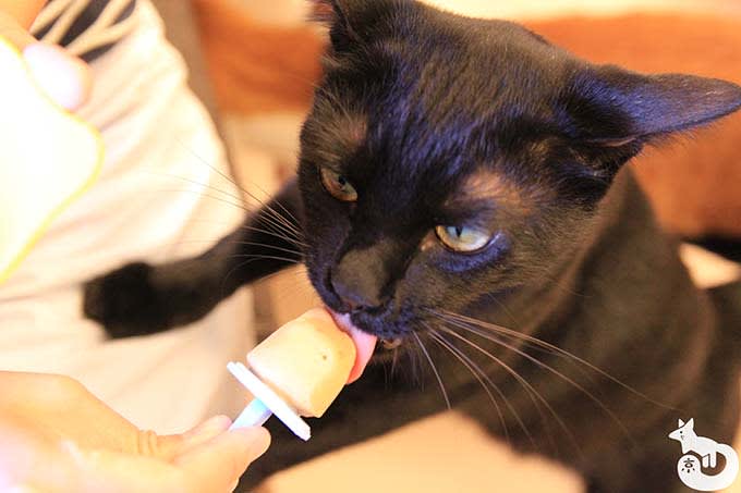 猫カフェTiME(タイム)の猫|