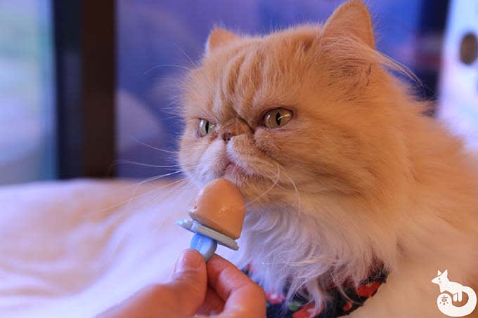 猫カフェTiME(タイム)の猫|