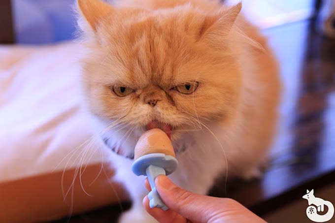 猫カフェTiME(タイム)の猫|